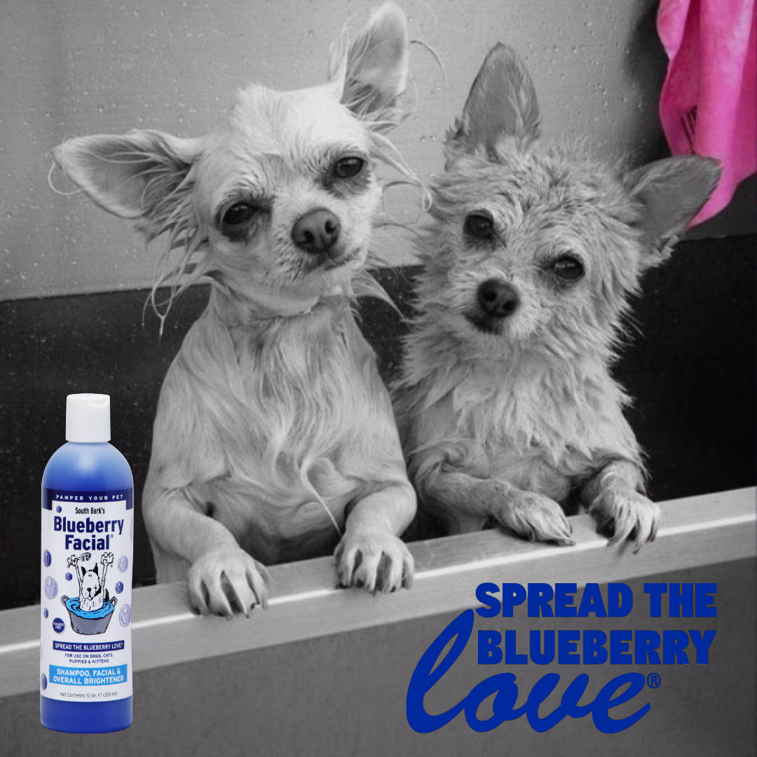 South Bark's Blueberry Facial over a grey picture of two we dogs in a tub. 