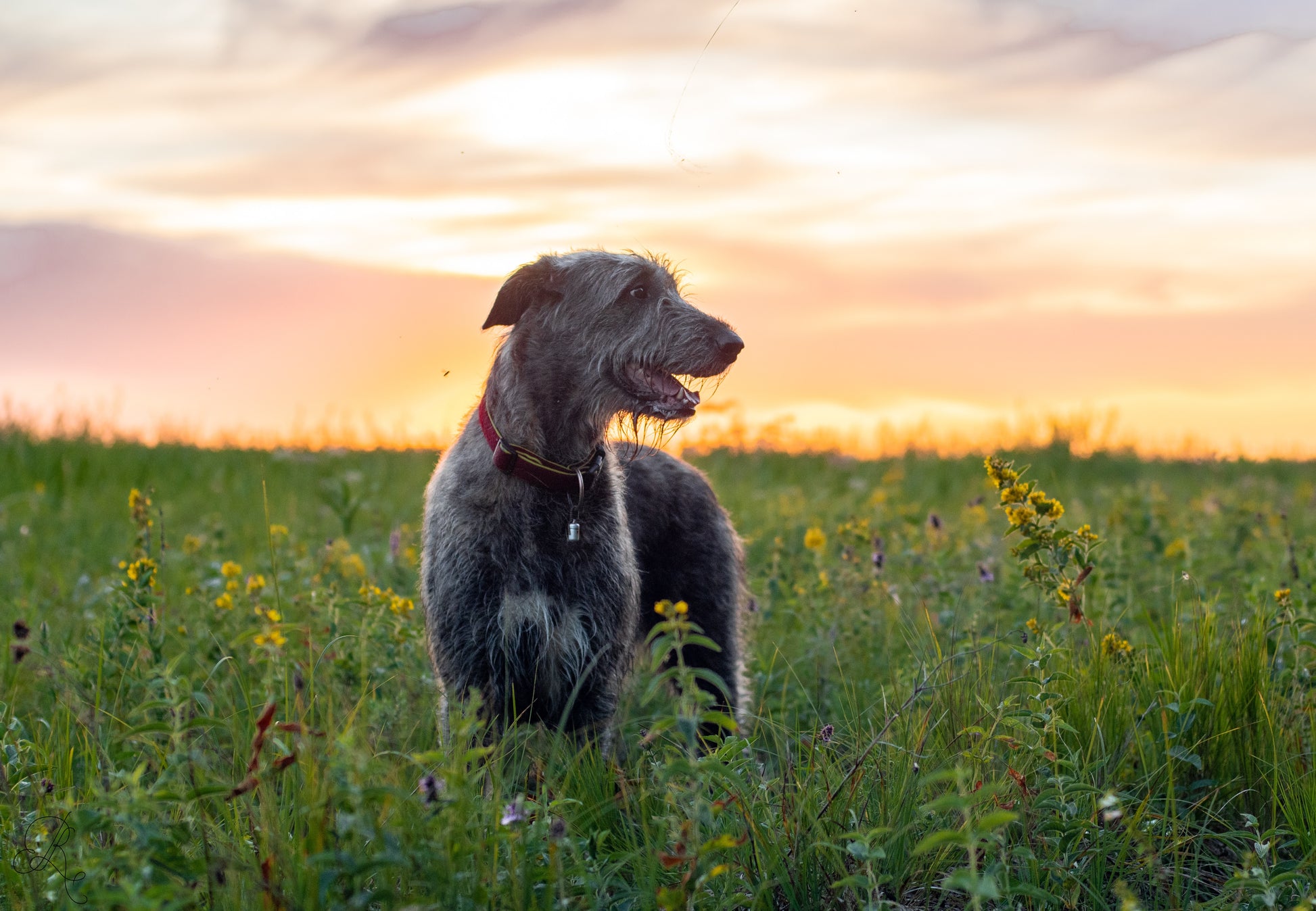 Shaggy god standing in green grass against a sunset.